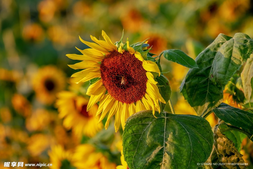 美丽的向日葵鲜花