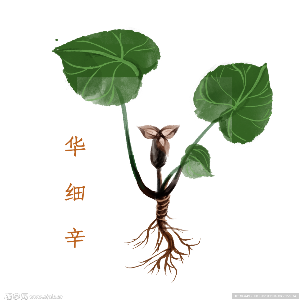 草本植物药材
