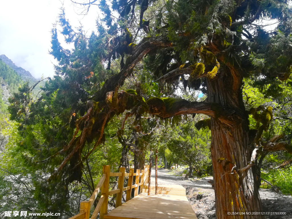 阿坝四姑娘山长坪沟