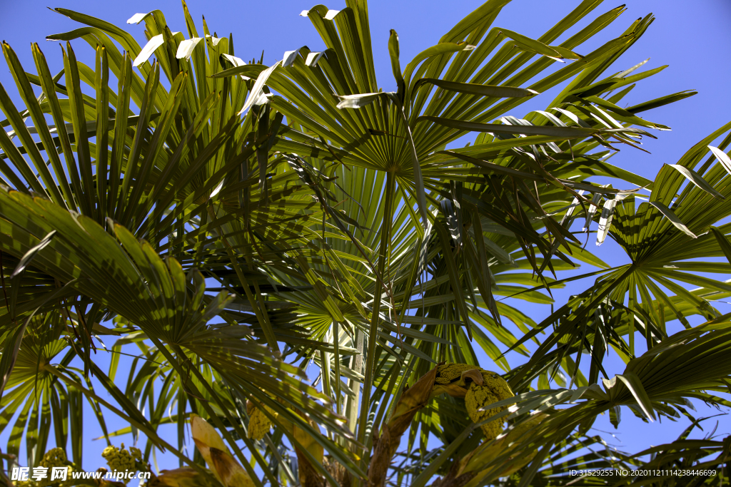 棕榈树在盛夏里