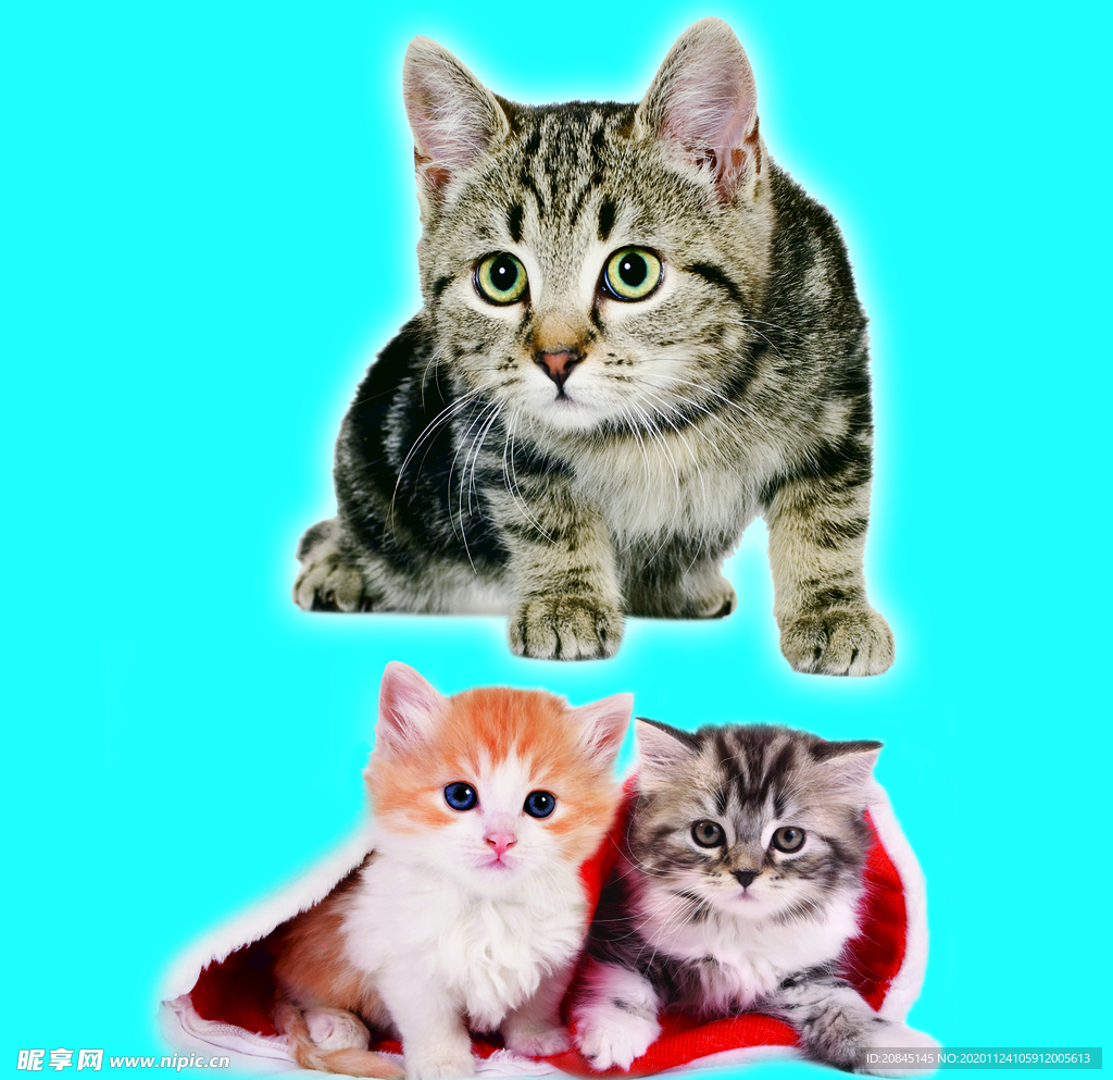 小猫咪 猫 猫仔