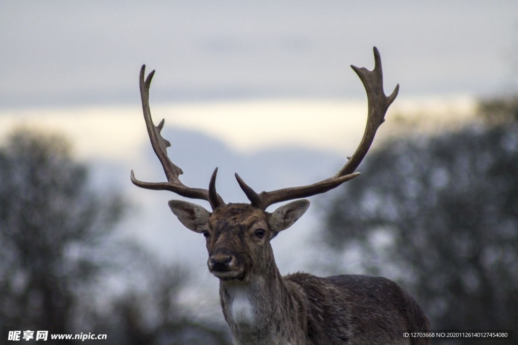 鹿高清摄影