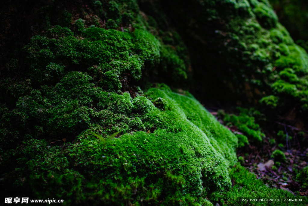 苔藓