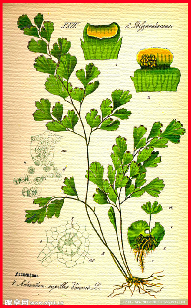 花卉花语 清新植物