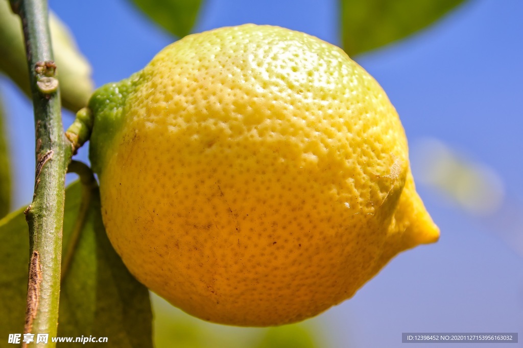 成熟的柠檬