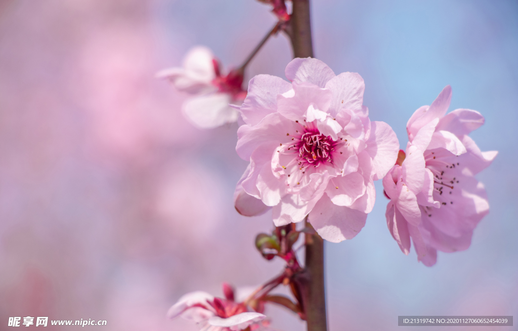 唯美粉色海棠花特写