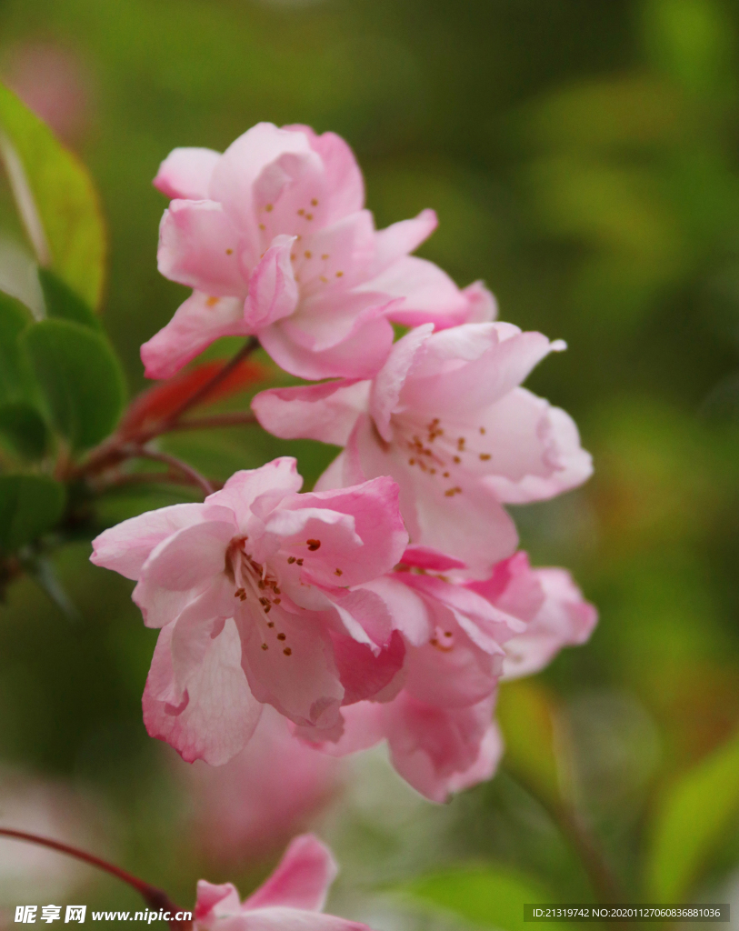 高清粉色海棠花大图