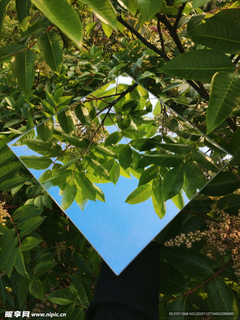 树枝 树叶 镜子 镜面