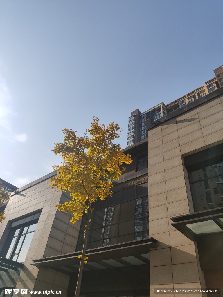 城市天空银杏树