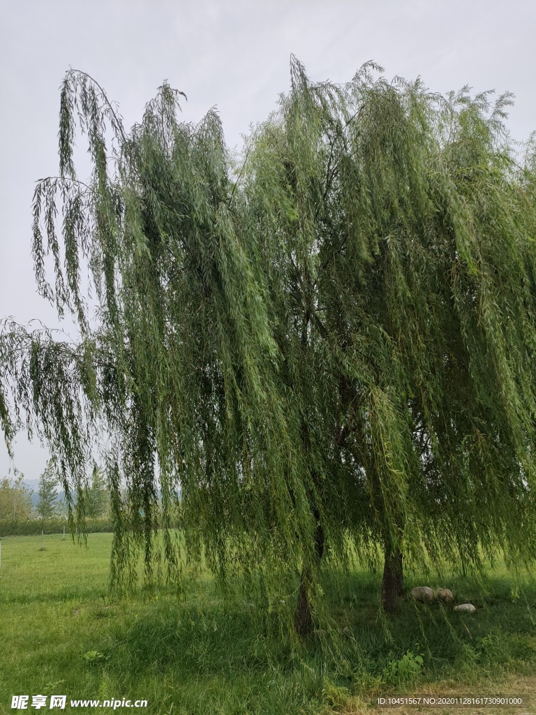 两颗相依的柳树