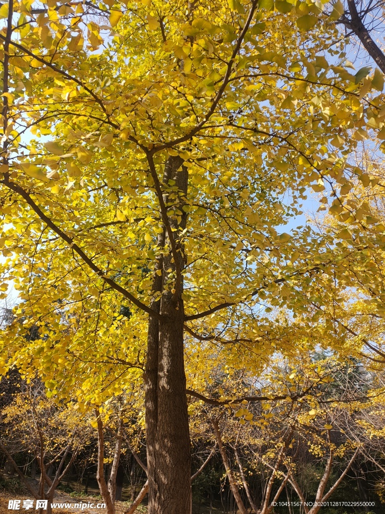 一棵银杏树