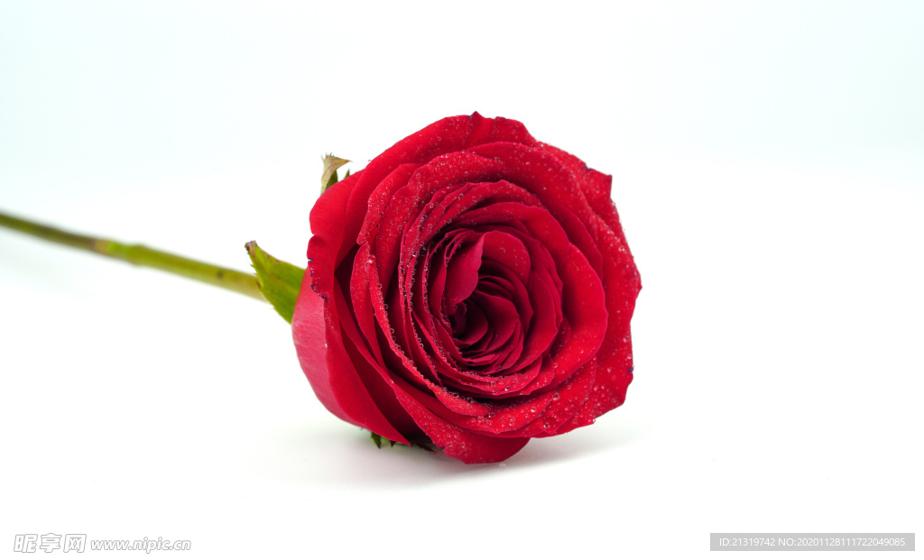 玫瑰花特写大图