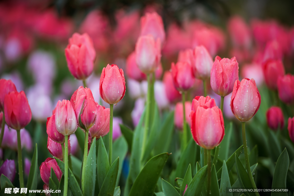 花园里盛开的郁金香