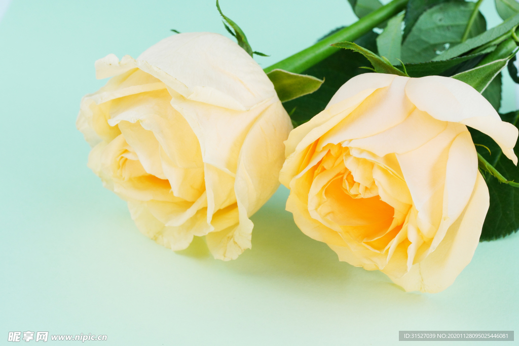 黄玫瑰高清大图