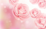 粉色玫瑰海报背景