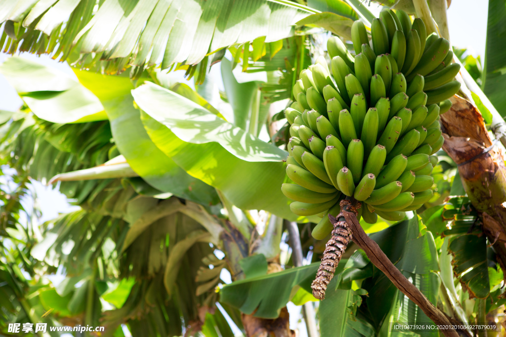 香蕉树上的香蕉