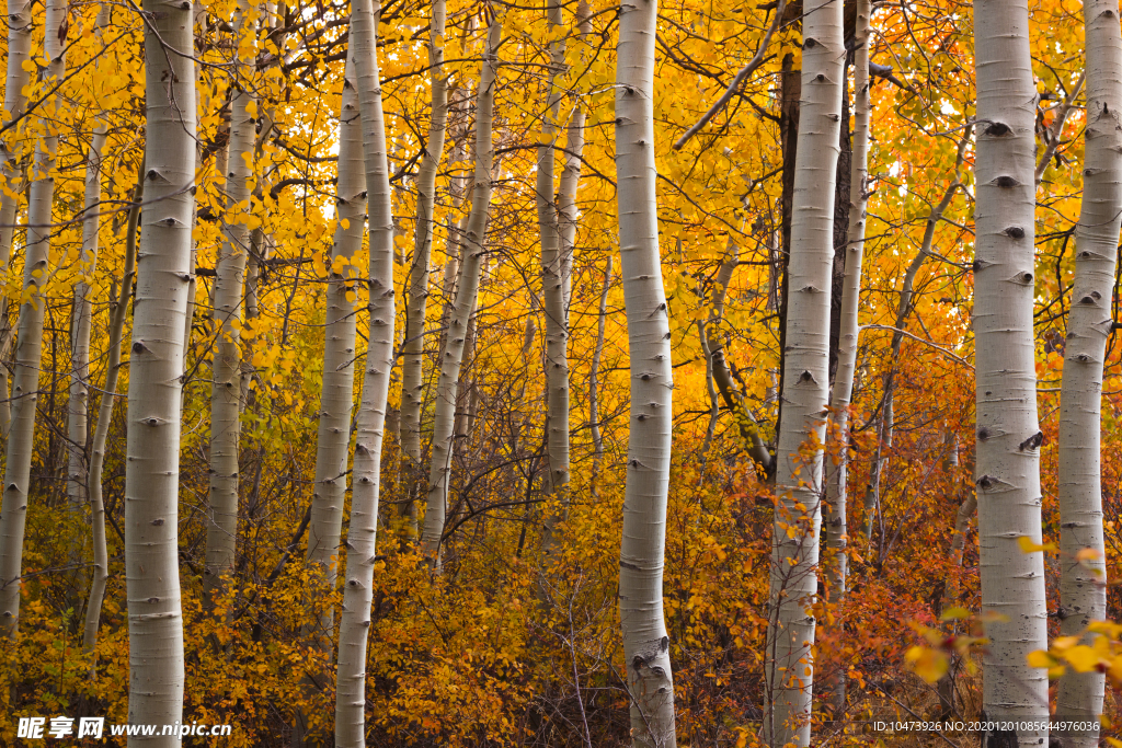 秋天里的杨树林