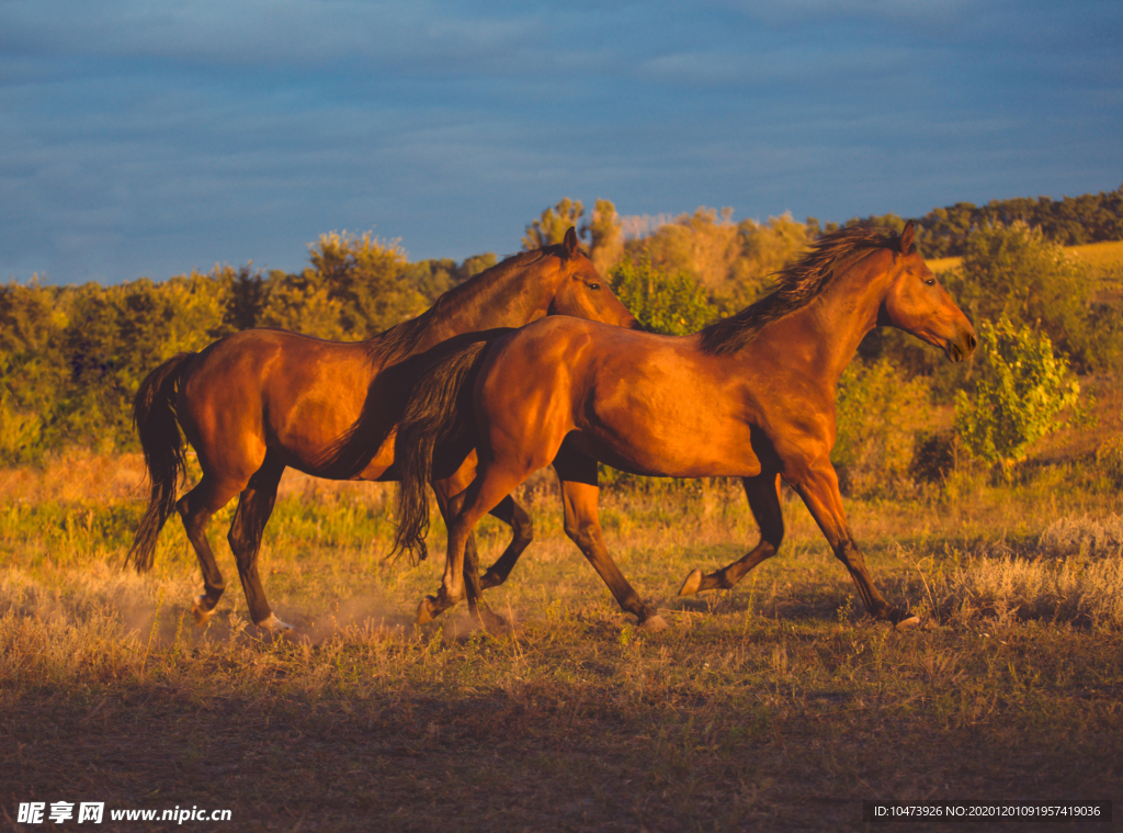 奔跑中的的两匹骏马
