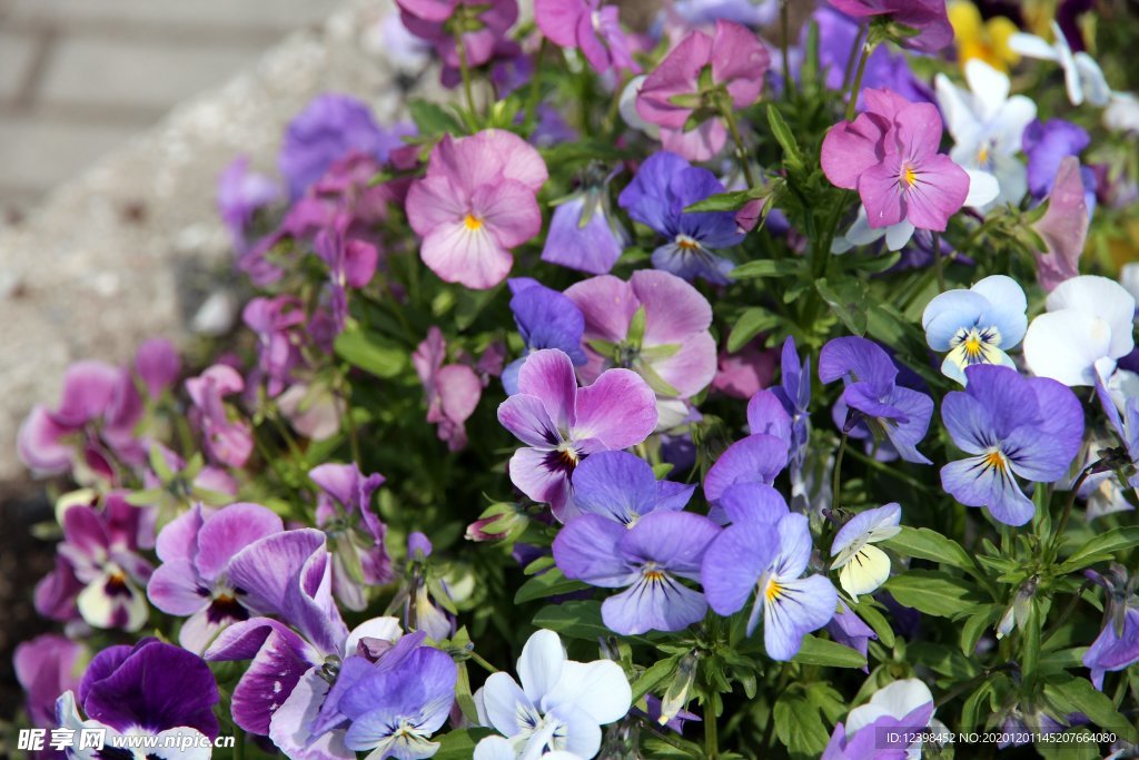 美丽的三色堇鲜花