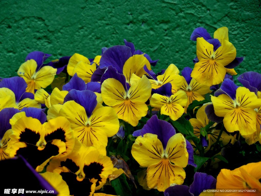 美丽的三色堇鲜花