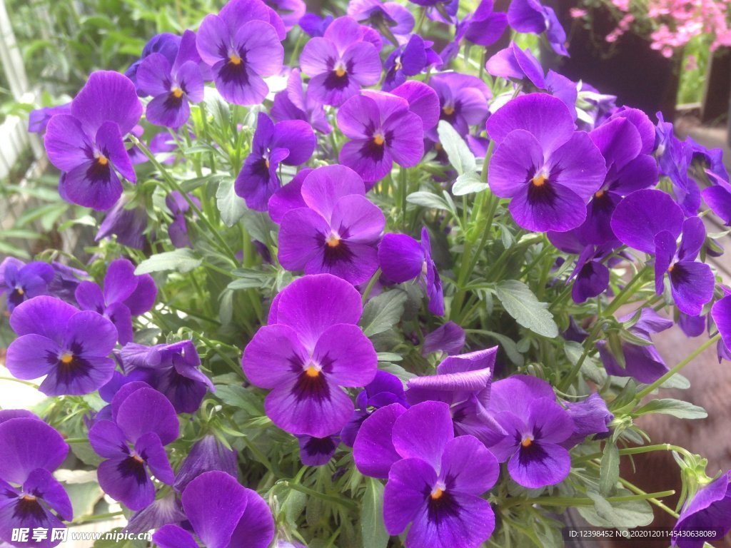 漂亮的三色堇鲜花