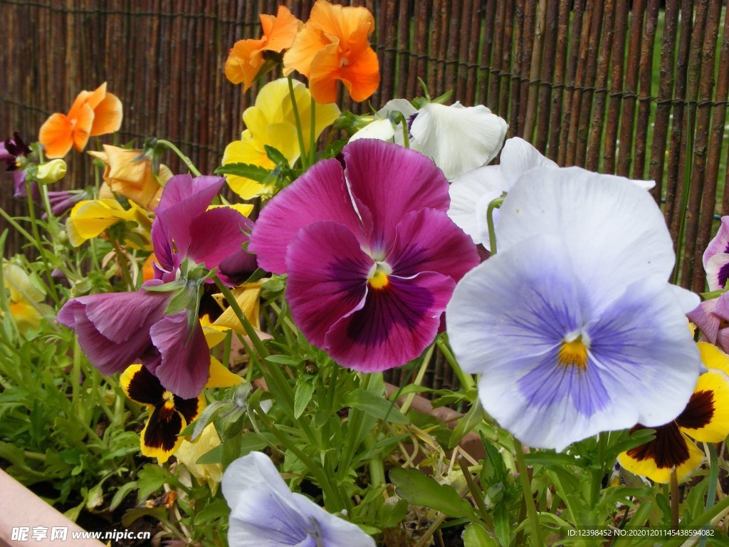 漂亮的三色堇鲜花