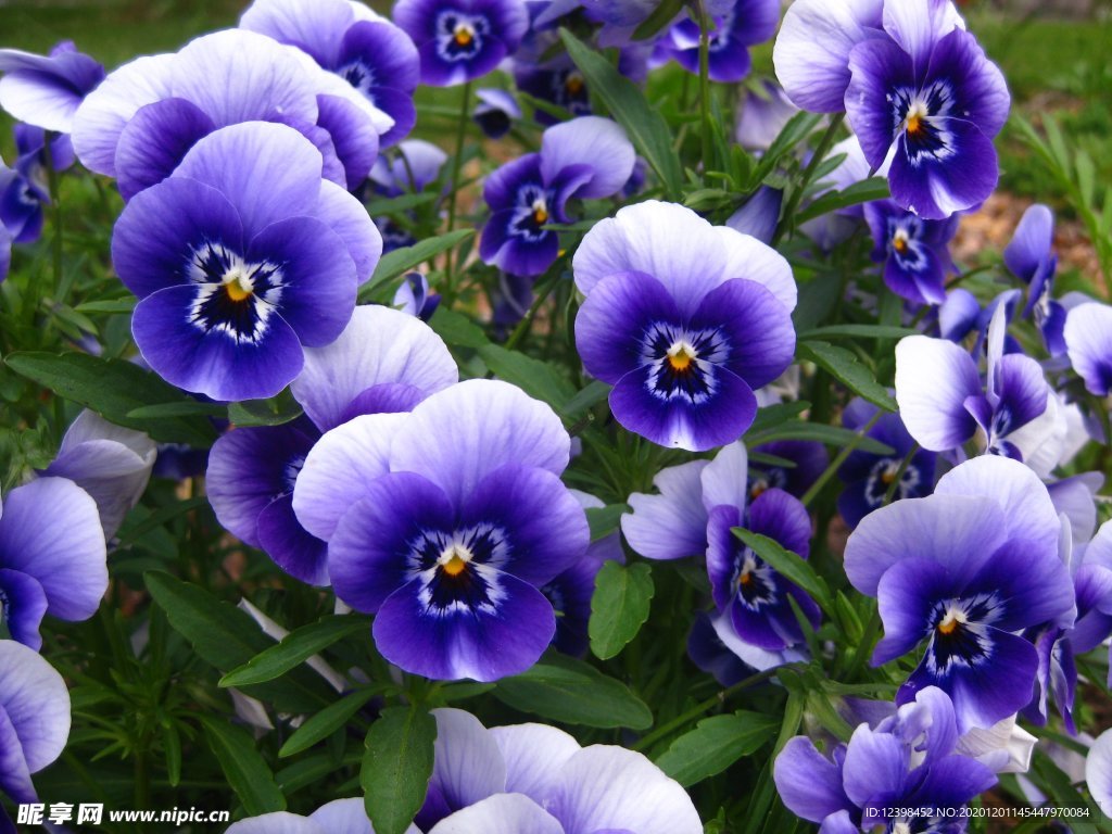 漂亮的三色堇鲜花