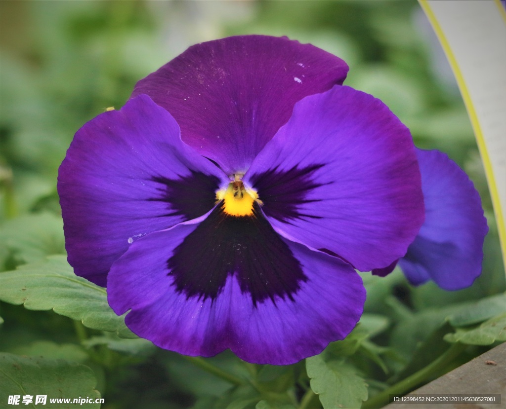 漂亮的三色堇鲜花