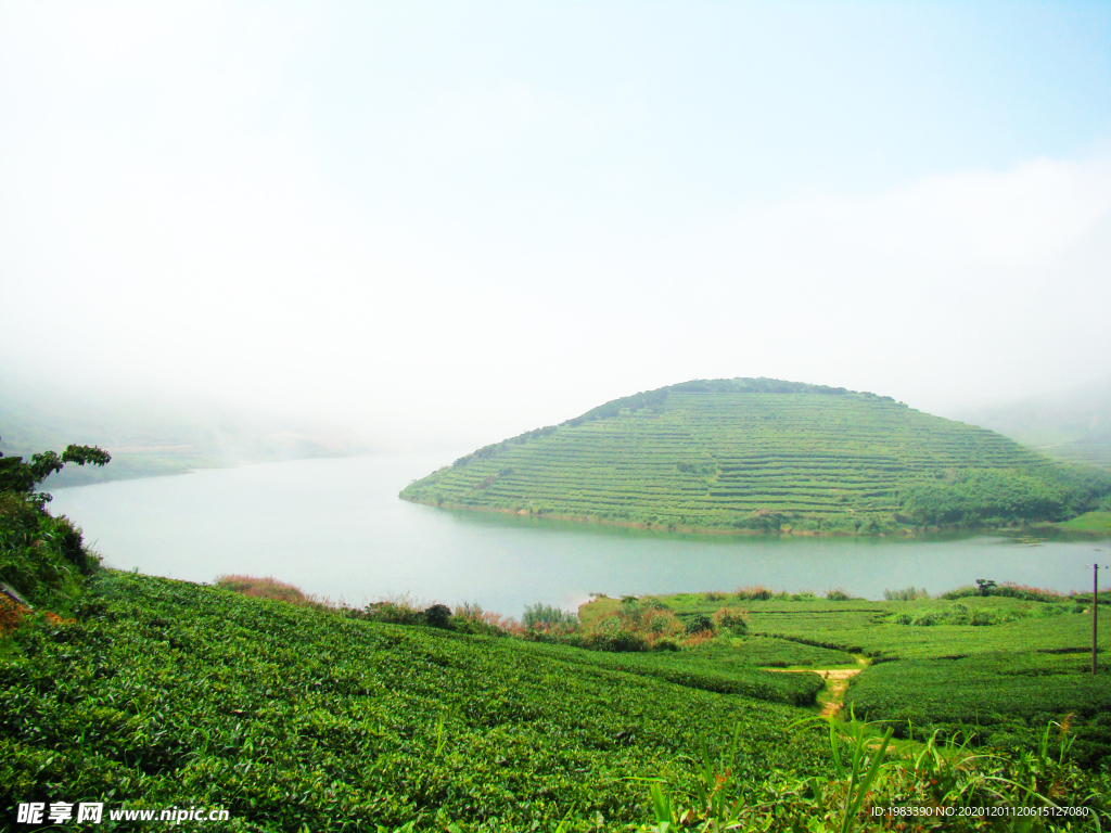 嵛山岛茶叶基地