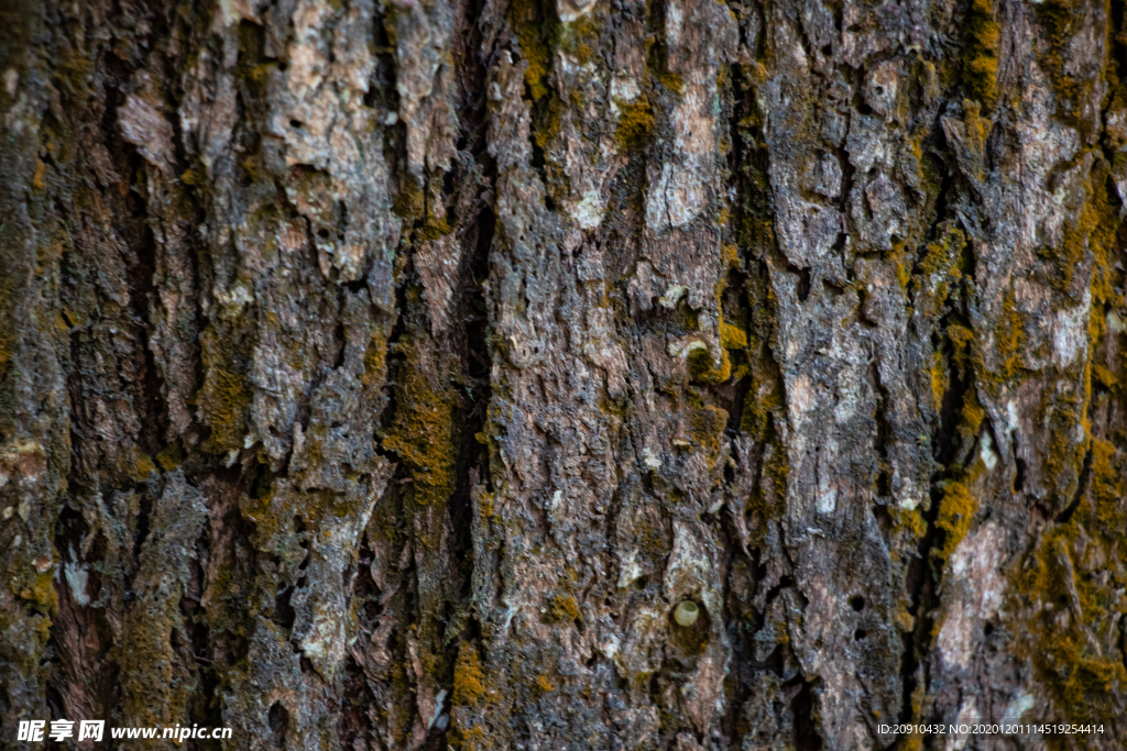树木纹理