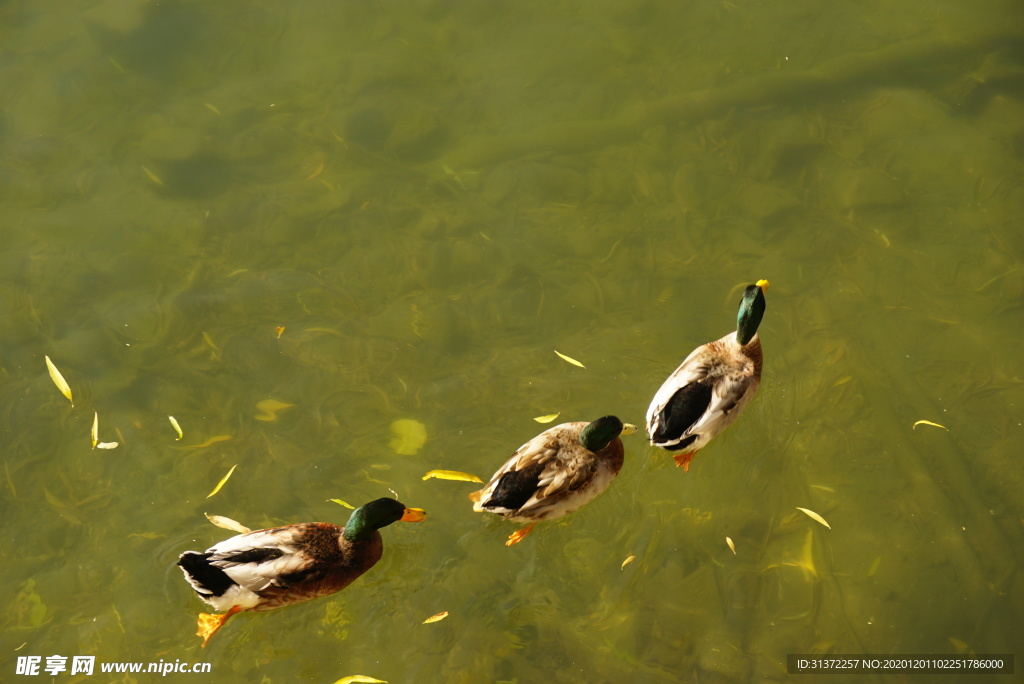 北海公园的鸭子
