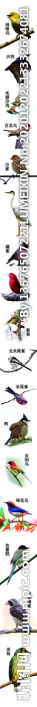 鸟及鸟名