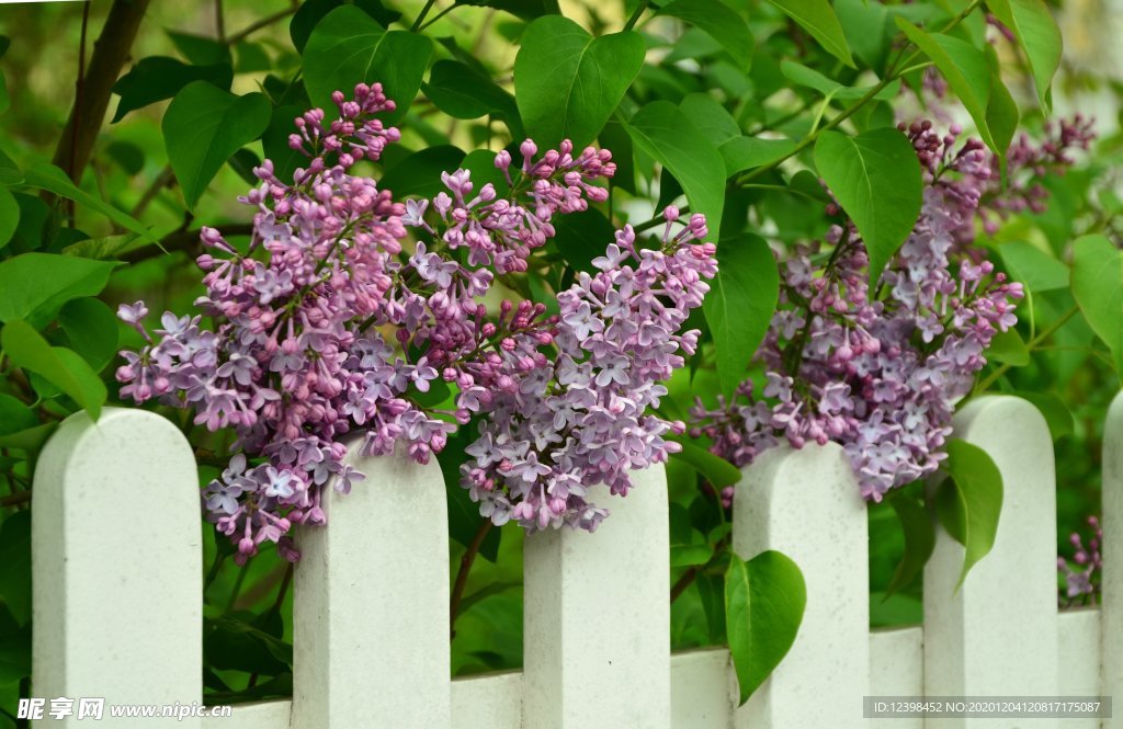 美丽的紫丁香鲜花摄影美图