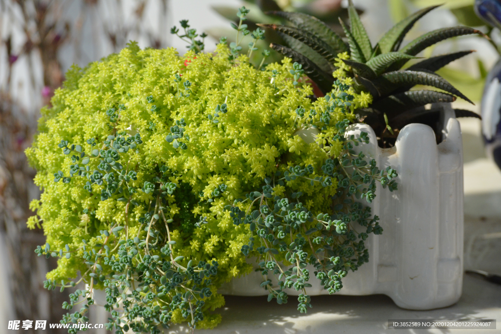 黄金万年青黄金草多肉摄影