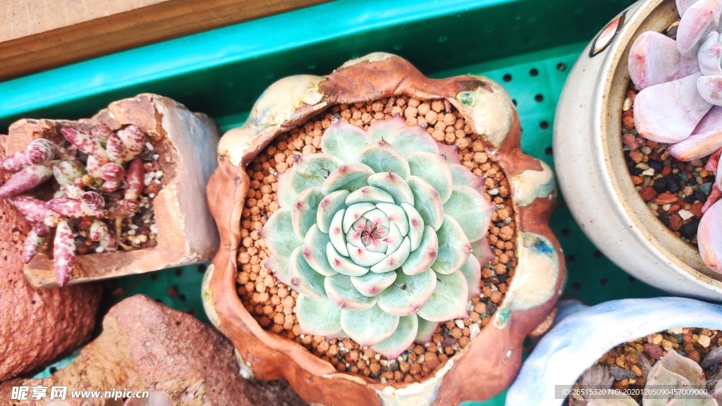 多肉 植物 多肉植物 盆栽 绿