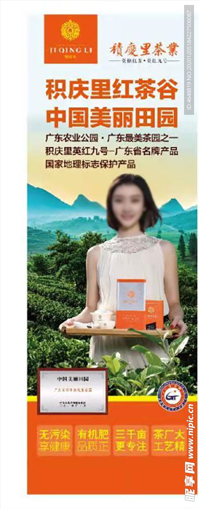 红茶 英红 九号 茶叶 茶园