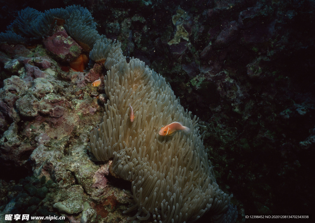 海底世界游弋的鱼群