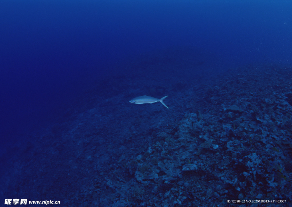 海底的弋的鱼群