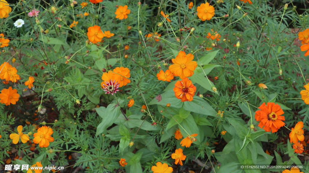橘黄色的花花，小黄花
