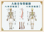 人体骨骼图