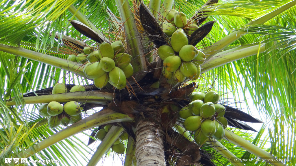 椰树上的椰子