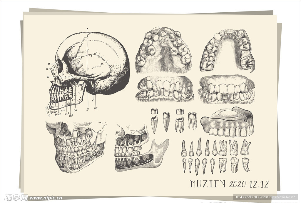10款入牙齿骨骼素描画