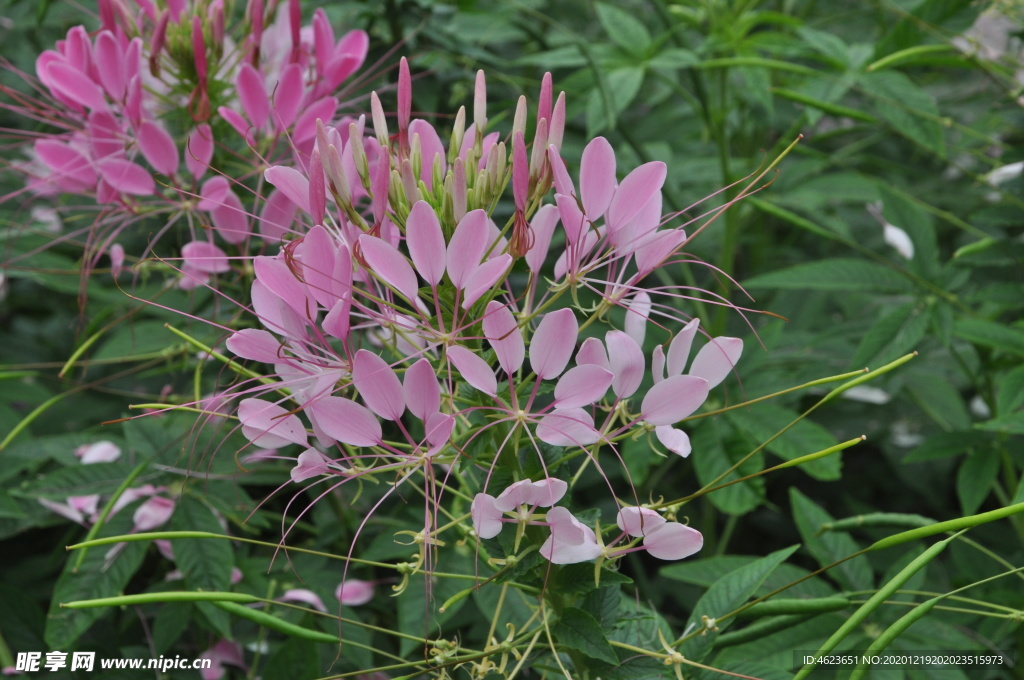 一年生花卉-粉色醉蝶花