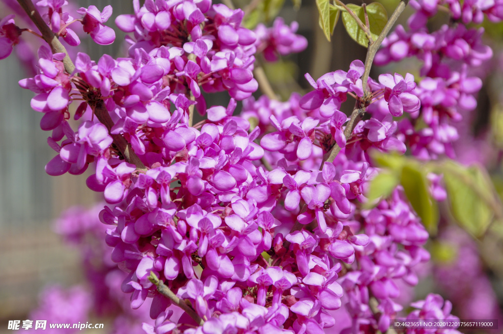 园林花灌木-紫荆