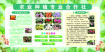 农业种植专业合作社