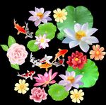 荷花鱼 花朵 鲤鱼 莲花