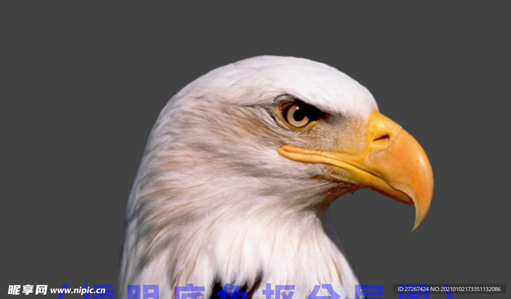 鹰 鹰头 老鹰 动物合集 动物