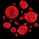 玫瑰花 玫瑰花瓣 红玫瑰