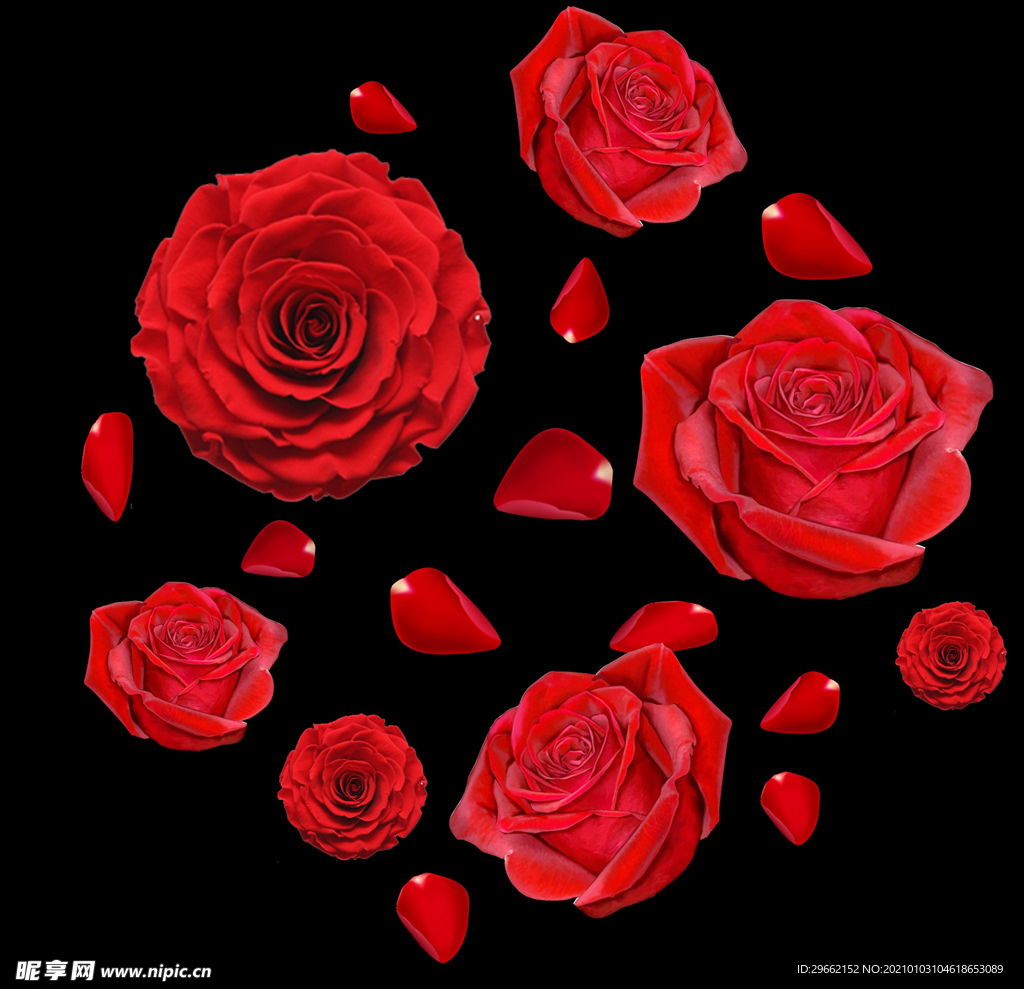 玫瑰花 玫瑰花瓣 红玫瑰