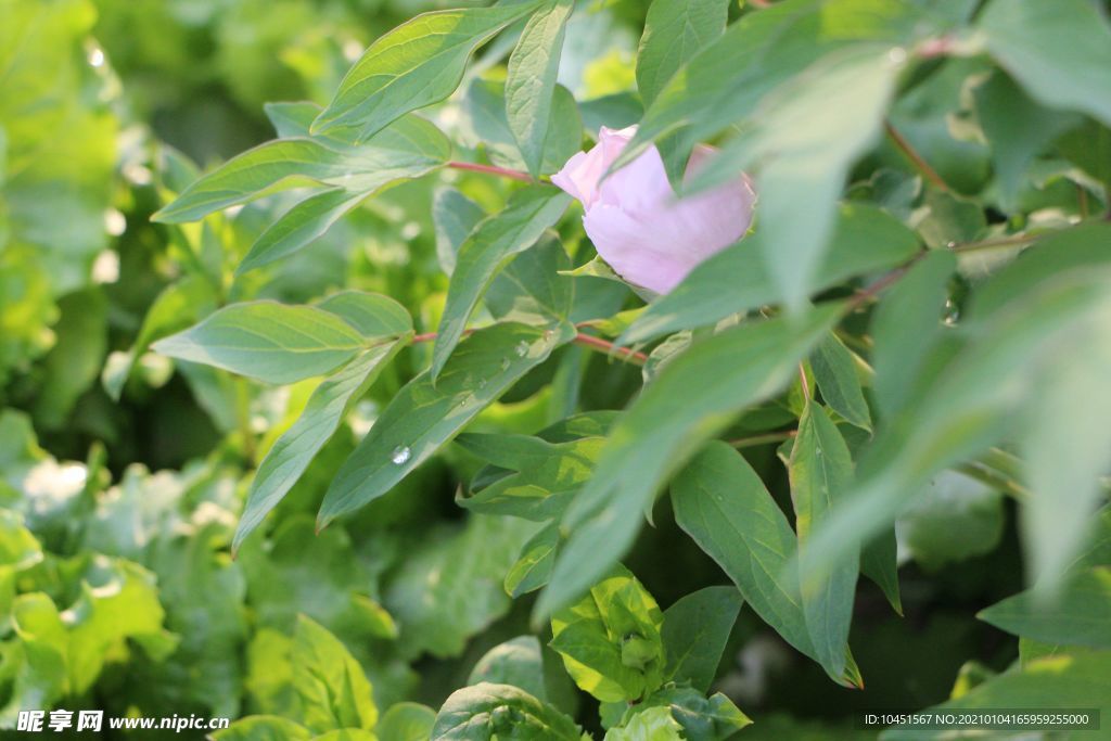 粉色牡丹花花苞
